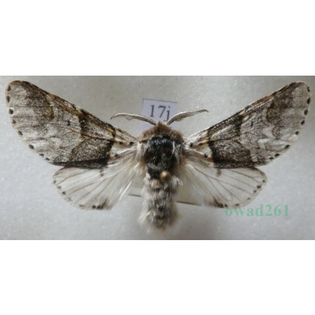Furcula bifida (Brahm, 1787) male Widłogonka dwojaczka, Leszczotka dwojaczka Czech17j